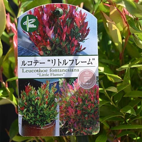 Amazon.co.jp: 西洋岩南天苗 ルコテー リトルフレーム 苗西洋岩